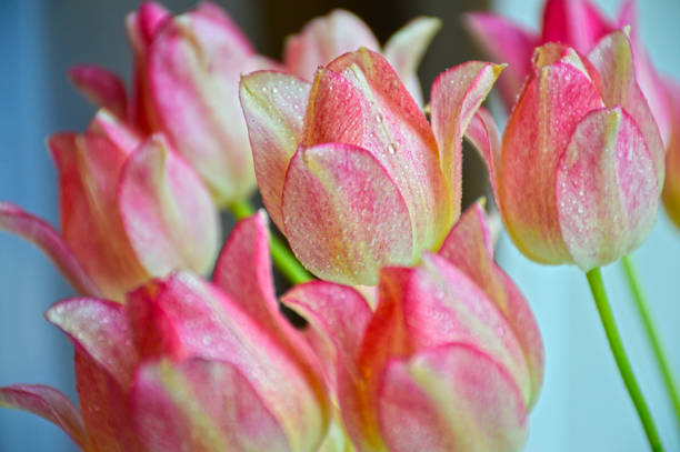 tulipano rosa in gocce di rugiada. il bocciolo di fiore di un tulipano. - petal bud plant agriculture foto e immagini stock