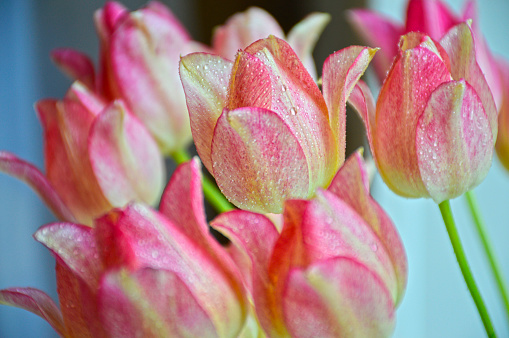 tulips with delicate pink-white petals in dew drops close-up, beautiful spring flowers