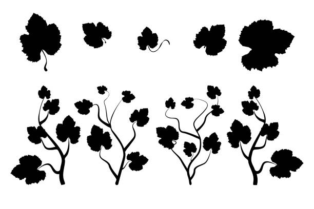 Wine leaves and branches silhouettes set isolated on white background. Grape plant shape collection. Spring or nature plant design. Floral pattern. Stock vector illustration grape vine vineyard wine stock illustrations