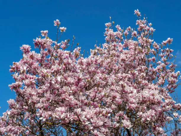 Blooming magnolia tree (Magnolia)