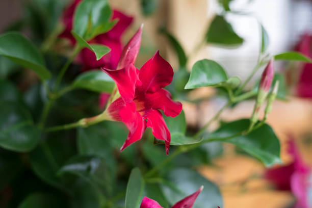 Beautiful Red Dipladenia Plant In Bloom, Close Up Fresh Red Flowers In Garden,Rocktrumpet, Mandevilla