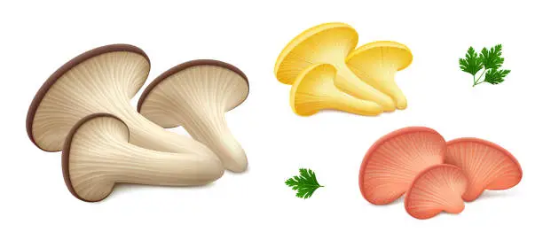 Vector illustration of Brown (black), yellow and pink oyster mushrooms, parsley leaves isolated on white background