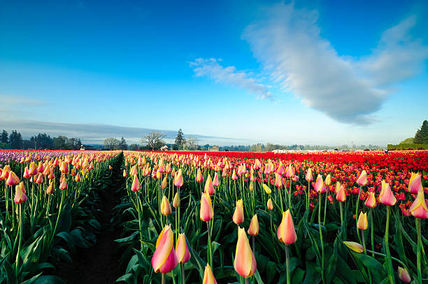 Colorful tulips in the morning