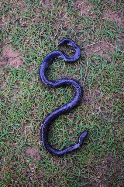 istock Family: Cylindrophiidae (Red-tailed pipe snake)Genus: Cylindrophis. 1333000214