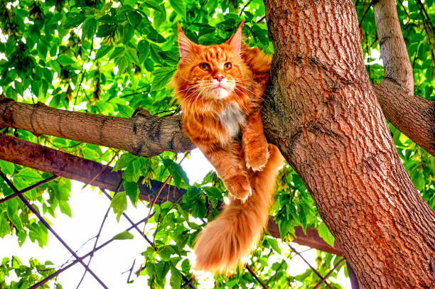 istock A big red maine coon cat sitting on tree. 1333001129