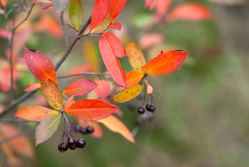 Red chokeberry (Aronia arbutifolia) in autumn with ripening fruits and colorful leaves.