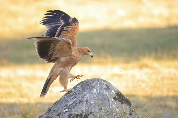 istock Chicken, straw Spanish imperial eagle (Aquila adalberti) perching on a stone with open wings 1333003031