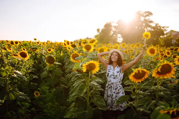 Beautiful  woman strolling through field with sunflowers at sunset.  Rural happy life. Nature, relax and lifestyle.