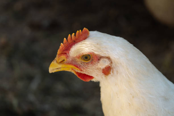 istock White broiler chicken looking curiously at the camera 1333003995