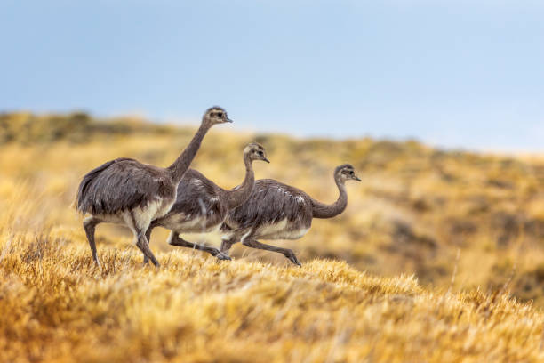 три страуса, большая рея - нанду (rhea americana) в патагонии - patagonian andes стоковые фото и изображения