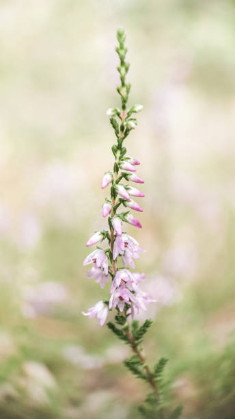 istock Branch of heather 1333005142