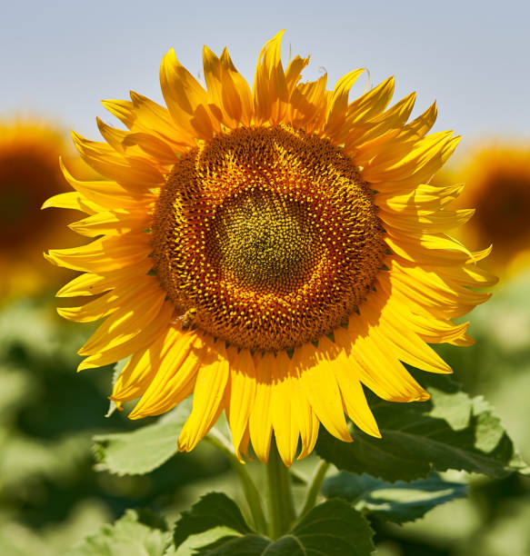 istock sunflowers grow in a field against a blue sky 1333005973