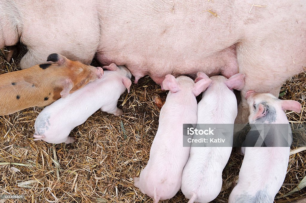 Piglets Suckling Piglets feeding time Animal Stock Photo