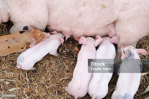 Piglets Suckling Stock Photo - Download Image Now - Animal, Animal Family, Care