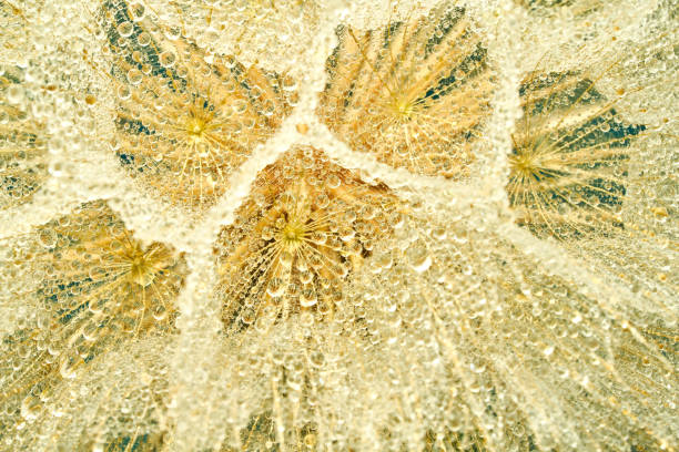 goatbeard flower with water drops