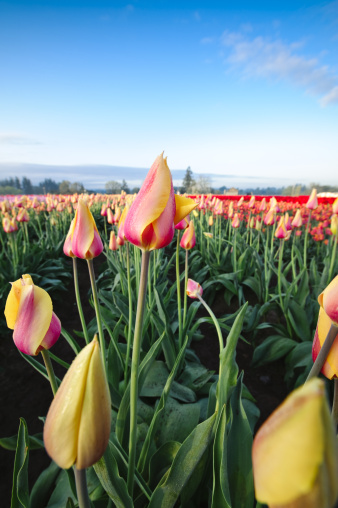Colorful tulips in the morning