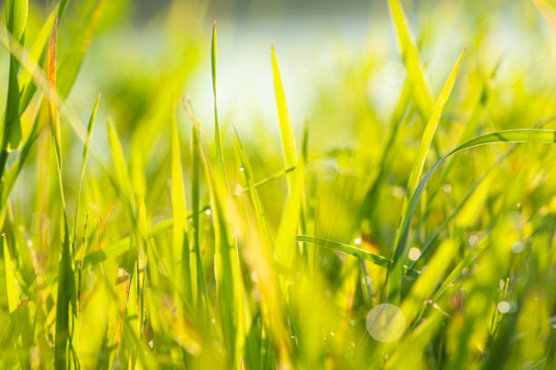 istock Spring or summer season abstract nature background with blurred grass and water in the back 1333008056