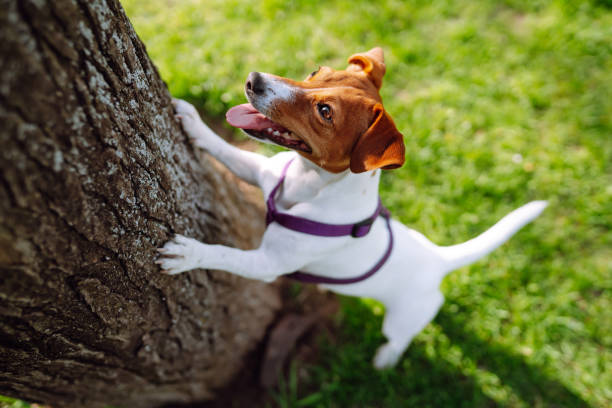 ack russell terrier cão brincando com um brinquedo no parque em prado de grama. conceito de cachorro doméstico. - tick dog flea pets - fotografias e filmes do acervo