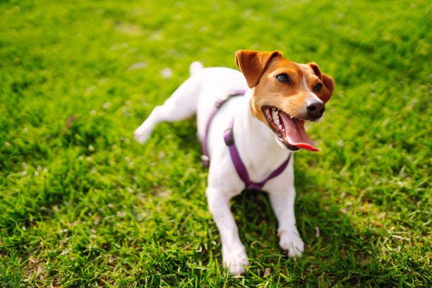 ack russell terrier cane che gioca con un giocattolo nel parco su prato erboso. concetto di cane domestico. - tick dog flea pets foto e immagini stock