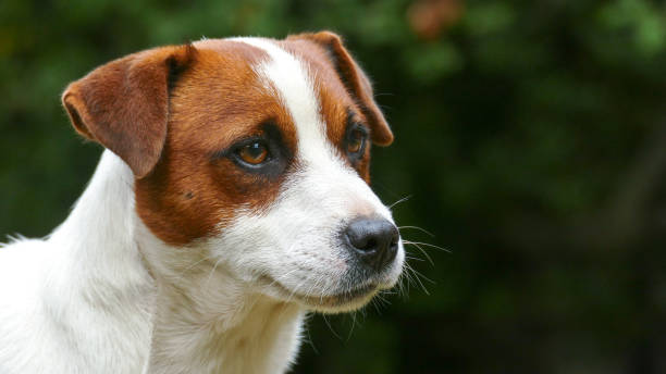 istock Beautiful male terrier dog outdoors in park 1333008513