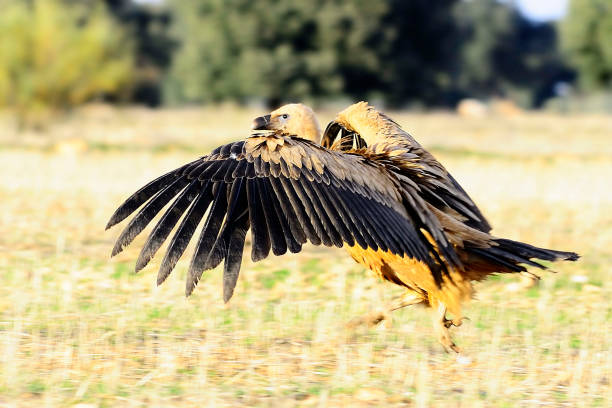 istock Wild birds in their natural world 1333009433