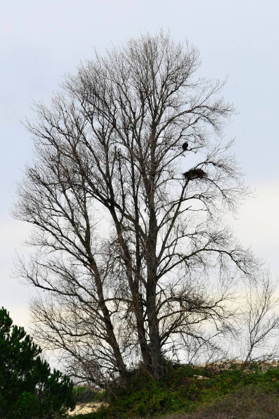 istock Wild birds in their natural world 1333009437