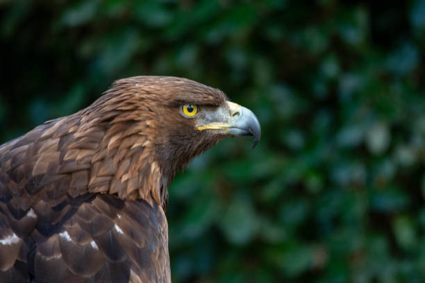 istock Wild birds in their natural world 1333009441