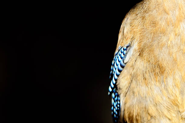 Garrulus glandarius - The Eurasian jay is a species of passerine bird in the corvid family.
