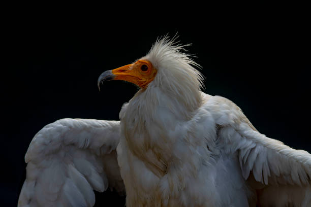 istock Wild birds in their natural world 1333009467
