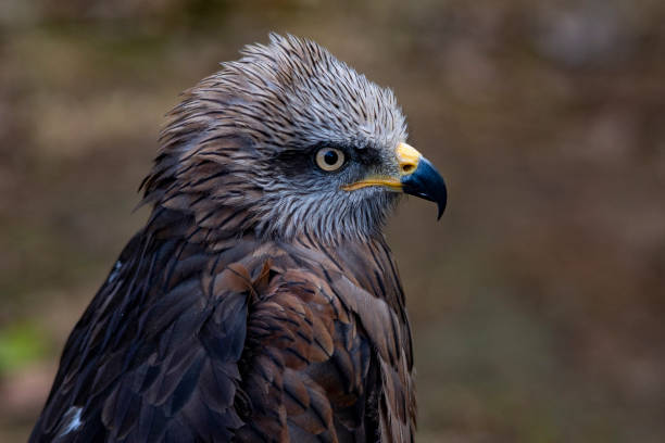 istock Wild birds in their natural world 1333009477