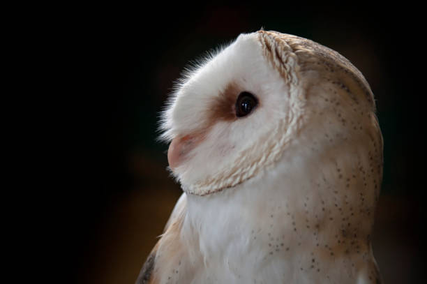 istock Wild birds in their natural world 1333009489