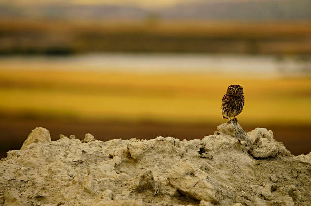 Wild birds in their natural world
