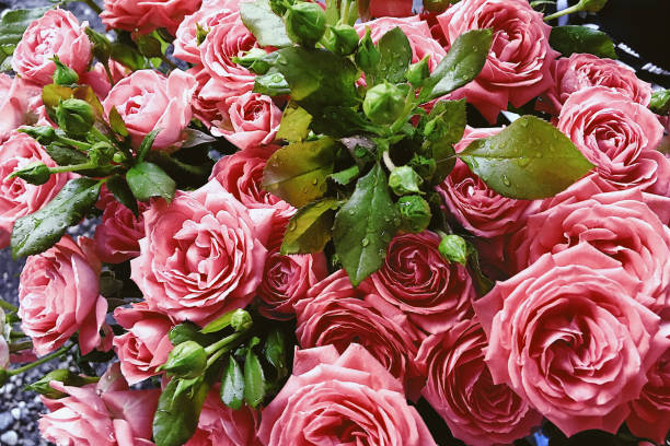 istock Composition of pink roses with green leaves 1333009562