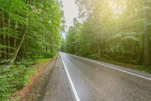 Wet asphalt road in the forest after rain.