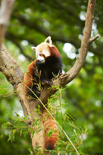 Red panda sit on a branch tree and looking downRed panda sit on a branch tree and looking down