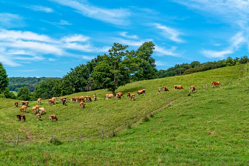 Cows grazing in field in central new york
