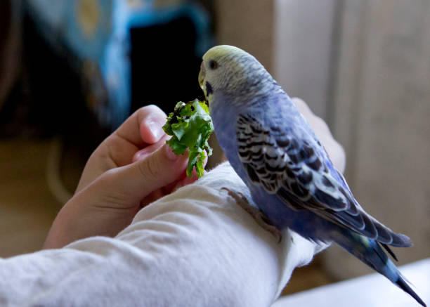 istock Happy Parrot at home 1333012213