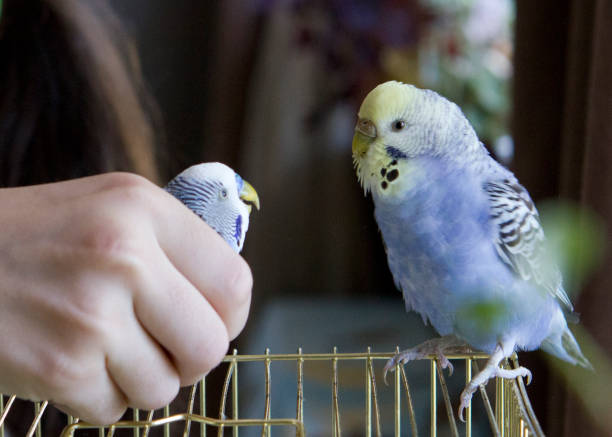 istock Happy Parrot at home 1333012219