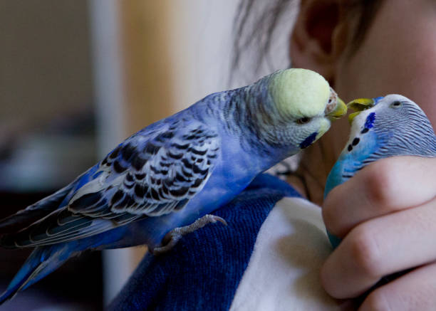 istock Happy Parrot at home 1333012226