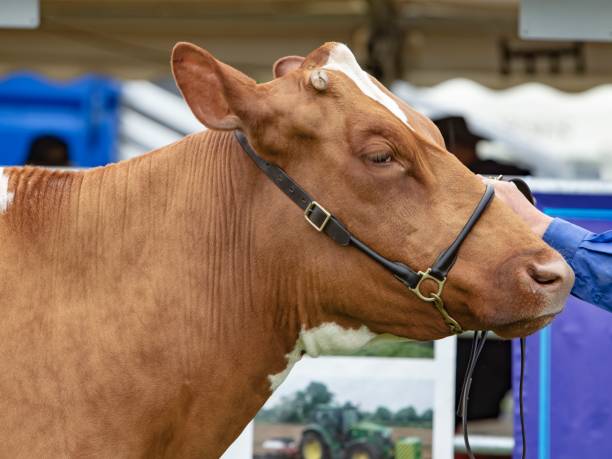 istock Ayrshire Milk Cow. 1333012392