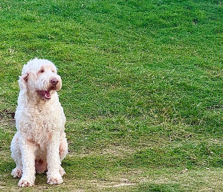 Horizontal pet portrait of large cream white labradoodle dog sitting in green grass field out walking