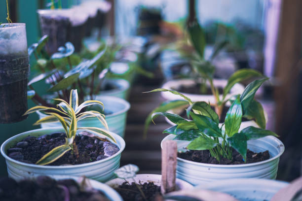 istock Flowers grow neatly in pots 1333013523
