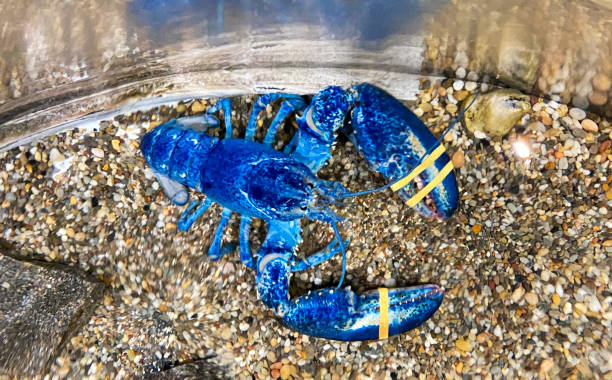 Close up of a live blue lobster