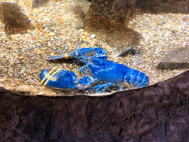 istock Blue lobster in a tank at an aquarium 1333014472