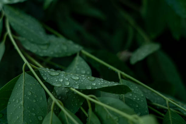 istock Droplets of rain on green leaf. 1333014755