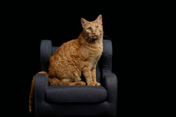 istock Red cat sitting on armchair and looking curious at camera. Isolated on black background. 1333014781