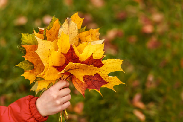istock Bouquet of autumn leaves. 1333016142