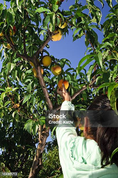 Foto de Pessegueira e mais fotos de stock de 6-7 Anos - 6-7 Anos, Agricultura, Alimentação Saudável