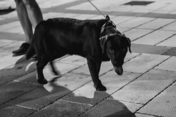 A black dog beside its owner