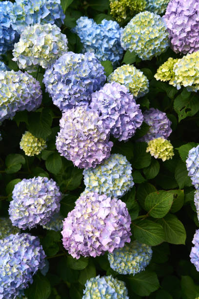 blooming green hydrangea bush. close-up - hydrangea gardening blue ornamental garden imagens e fotografias de stock